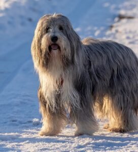 Barzdotasis kolis žiemą ant sniego Bugivugi
