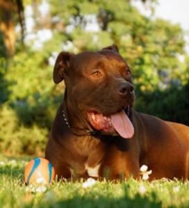 Amerikiečių pitbulterjeras – charakteris ir priežiūra | Bugivugi