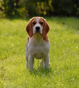 Biglis stovi žolėje Bugivugi
