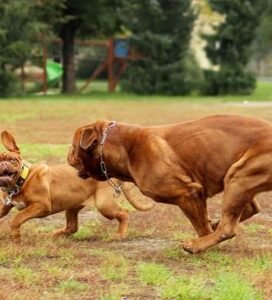 Bordo dogas žaidžia lauke Bugivugi