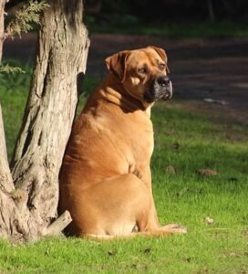 Didelis rudas bulmastifas sėdi prie medžio žiūrėdamas į tolį Bugivugi