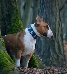 Bulterjeras su mėlynu antkakliu stovi miške prie medžio Bugivugi