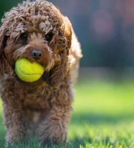 Cockapoo mažas garbanotas šuo su teniso kamuoliuku žaidžiantis lauke Bugivugi