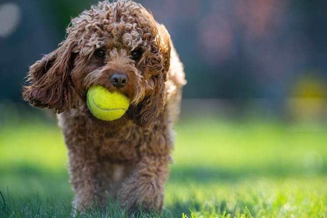 Cockapoo mažas garbanotas šuo su teniso kamuoliuku žaidžiantis lauke Bugivugi