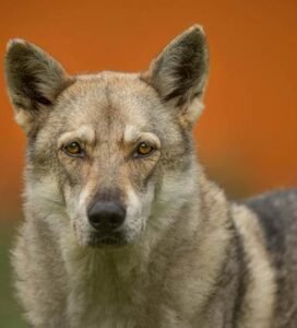 Čekoslovakų vilkšunis žiūri į kamerą lauke Bugivugi