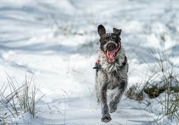 Čekų fausekas bėga per sniegą Bugivugi