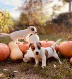 Džeko Raselo terjerai