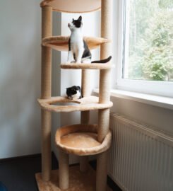 Lietuviškos draskyklės katinukams