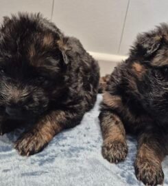 Vokiečių aviganiai