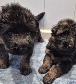 Vokiečių aviganiai