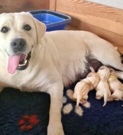 Labradoro retriverių šuniukai