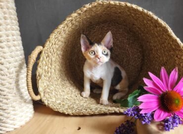 Grynaveisliai Devonreksai