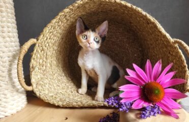 Grynaveisliai Devonreksai