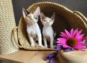 Grynaveisliai Devonreksai