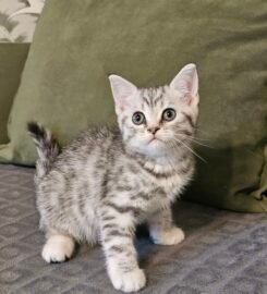 Britų trumpaplaukiai grynaveisliai