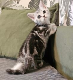 Britų trumpaplaukiai grynaveisliai