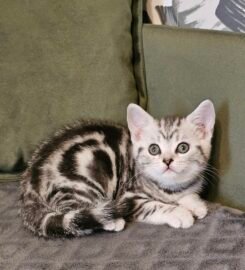 Britų trumpaplaukiai grynaveisliai