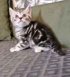 Britų trumpaplaukiai grynaveisliai