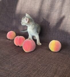 Kilminga Abisinijos mergaitė