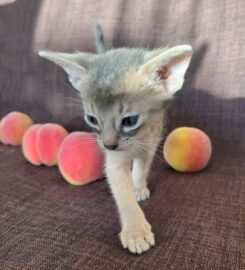 Kilminga Abisinijos mergaitė