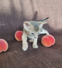 Kilminga Abisinijos mergaitė