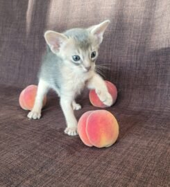 Kilminga Abisinijos mergaitė