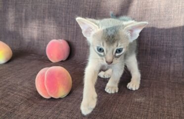 Kilminga Abisinijos mergaitė