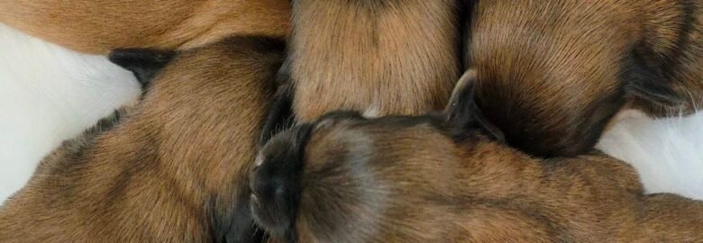 Veislynas Šilko debesėlis