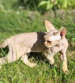 Kilmingi devonreksų kačiukai