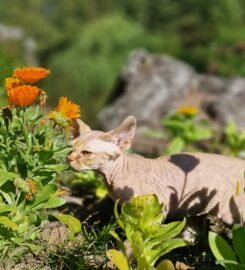 Kilmingi devonreksų kačiukai