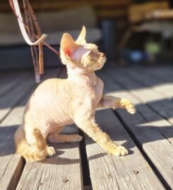 Kilmingi devonreksų kačiukai