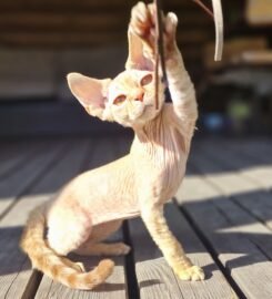 Kilmingi devonreksų kačiukai