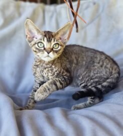 Kilmingi devonreksų kačiukai