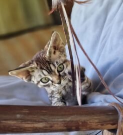 Kilmingi devonreksų kačiukai