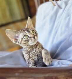 Kilmingi devonreksų kačiukai