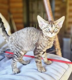 Kilmingi devonreksų kačiukai