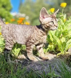 Kilmingi devonreksų kačiukai