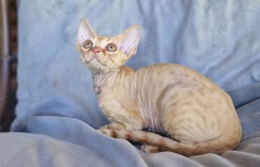 Kilmingi devonreksų kačiukai