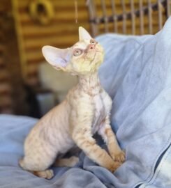 Kilmingi devonreksų kačiukai