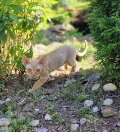 Kilmingi devonreksų kačiukai