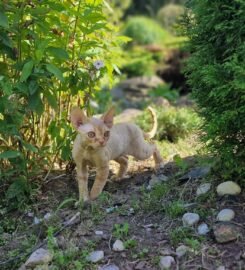 Kilmingi devonreksų kačiukai