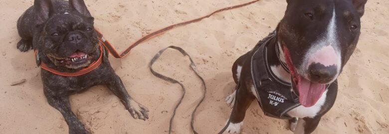 Šunų dresūra Vilniuje