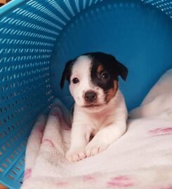 Džeko Raselo terjerai