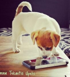 Džeko Raselo terjerai