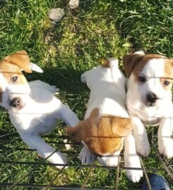 Džeko Raselo terjerai