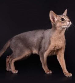 Kilminga Abisinijos mergaitė