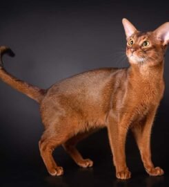 Kilminga Abisinijos mergaitė