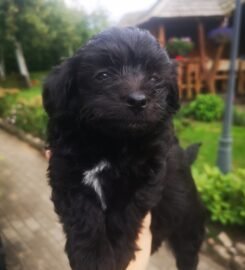 Maltipoo šuniukai