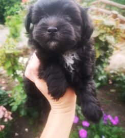 Maltipoo šuniukai