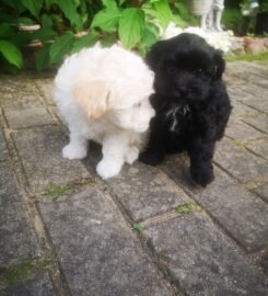 Maltipoo šuniukai